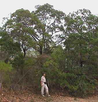 Cypress Pine, Callitris intratropica, at the Territory Wildlife Park 