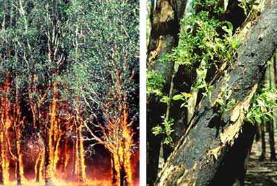 melaleuca fire
