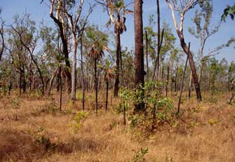 Prefire habitat in the savannas 