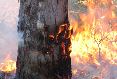 Thick bark